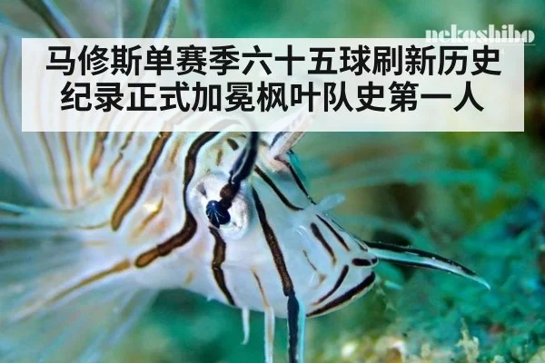 马修斯单赛季六十五球刷新历史纪录正式加冕枫叶队史第一人